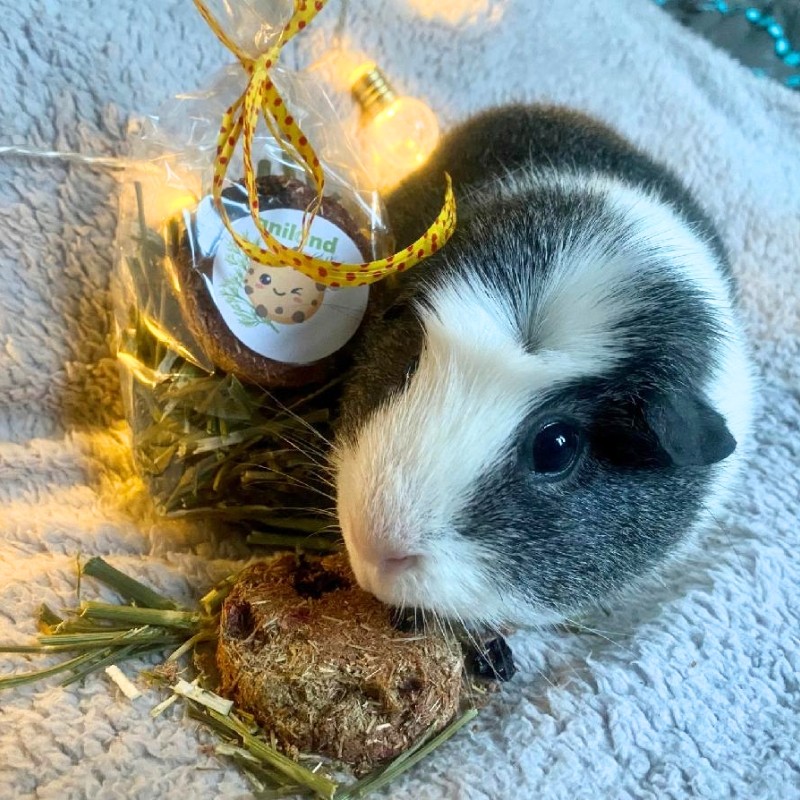 bezobilne susenky cookies