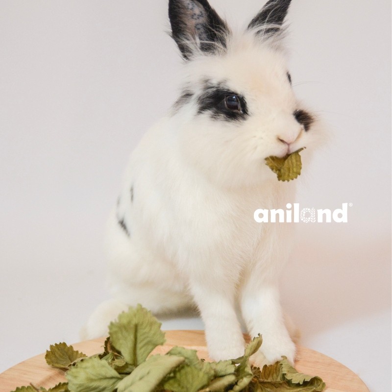 jahodove listy kralik