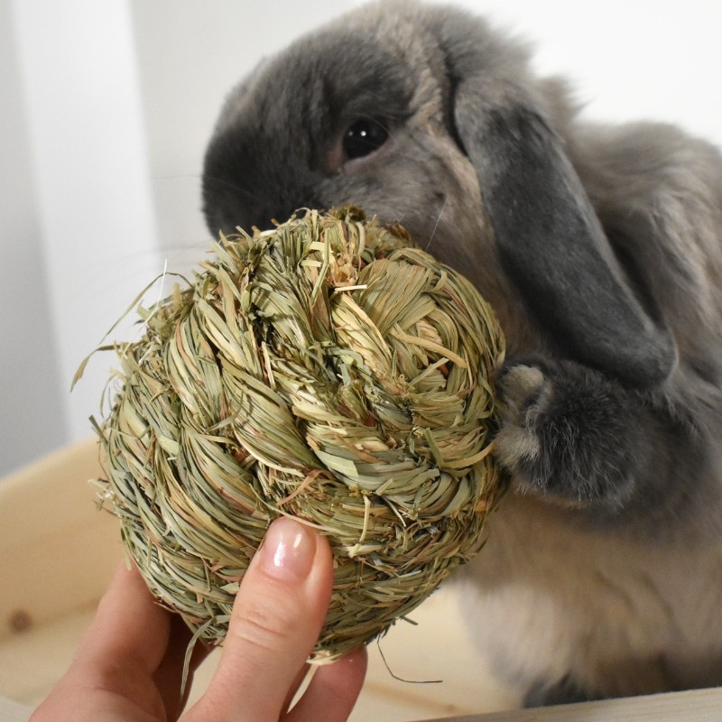 timotejsky micek hayball