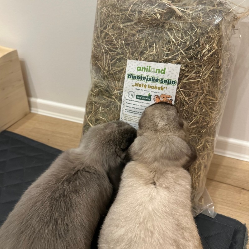 timotejske seno kralik morce