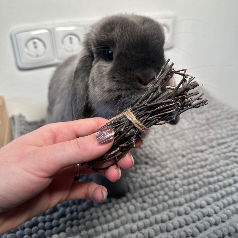 vetvicky brizy kralik