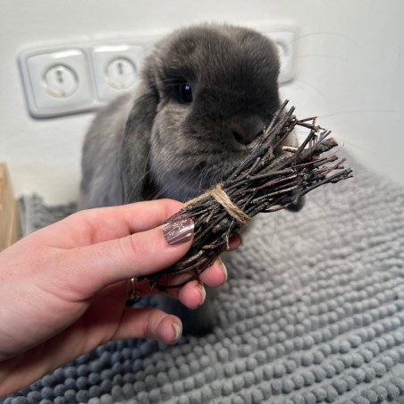 vetvicky brizy kralik