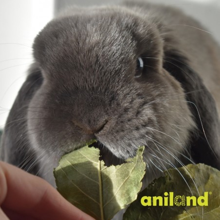 jablonove listy kralik